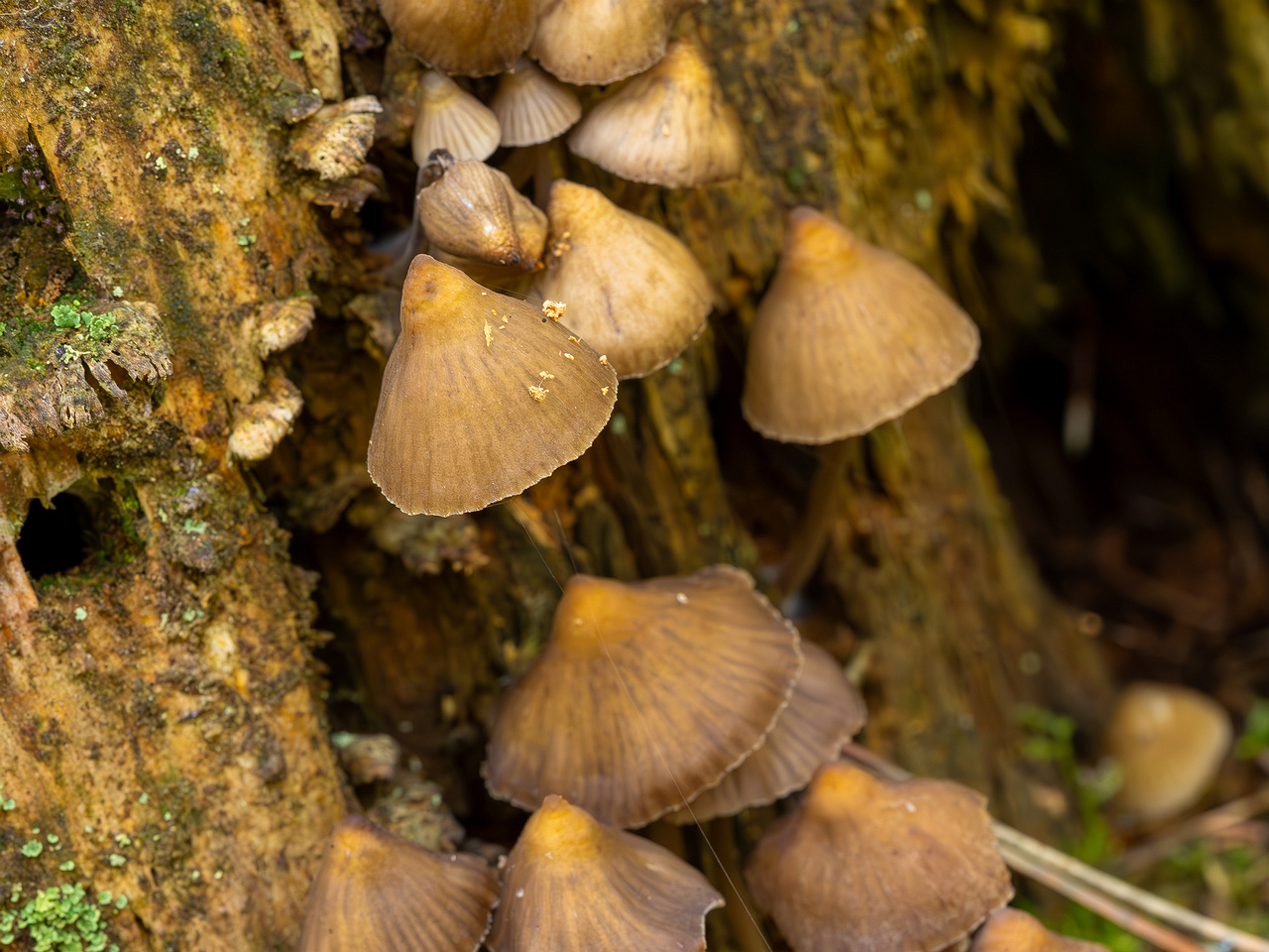 mycena-stipata_2023-09-12_1-14