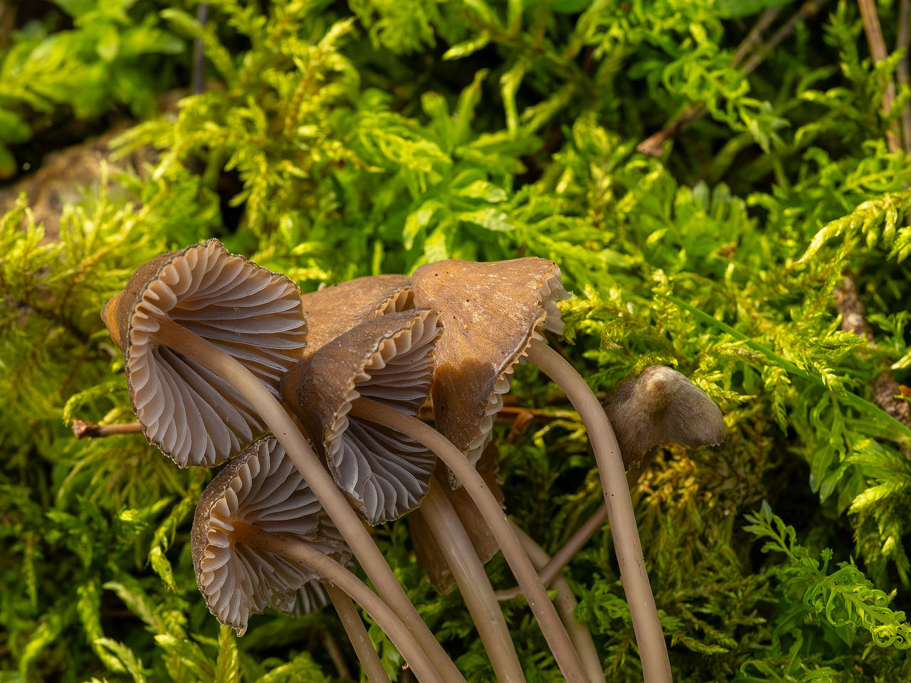 mycena-stipata_2023-09-12_1-15