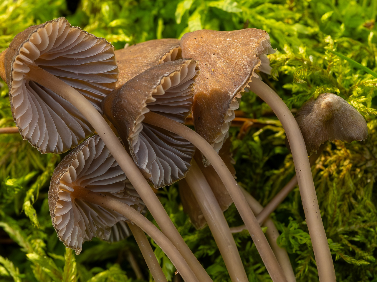 mycena-stipata_2023-09-12_1-16