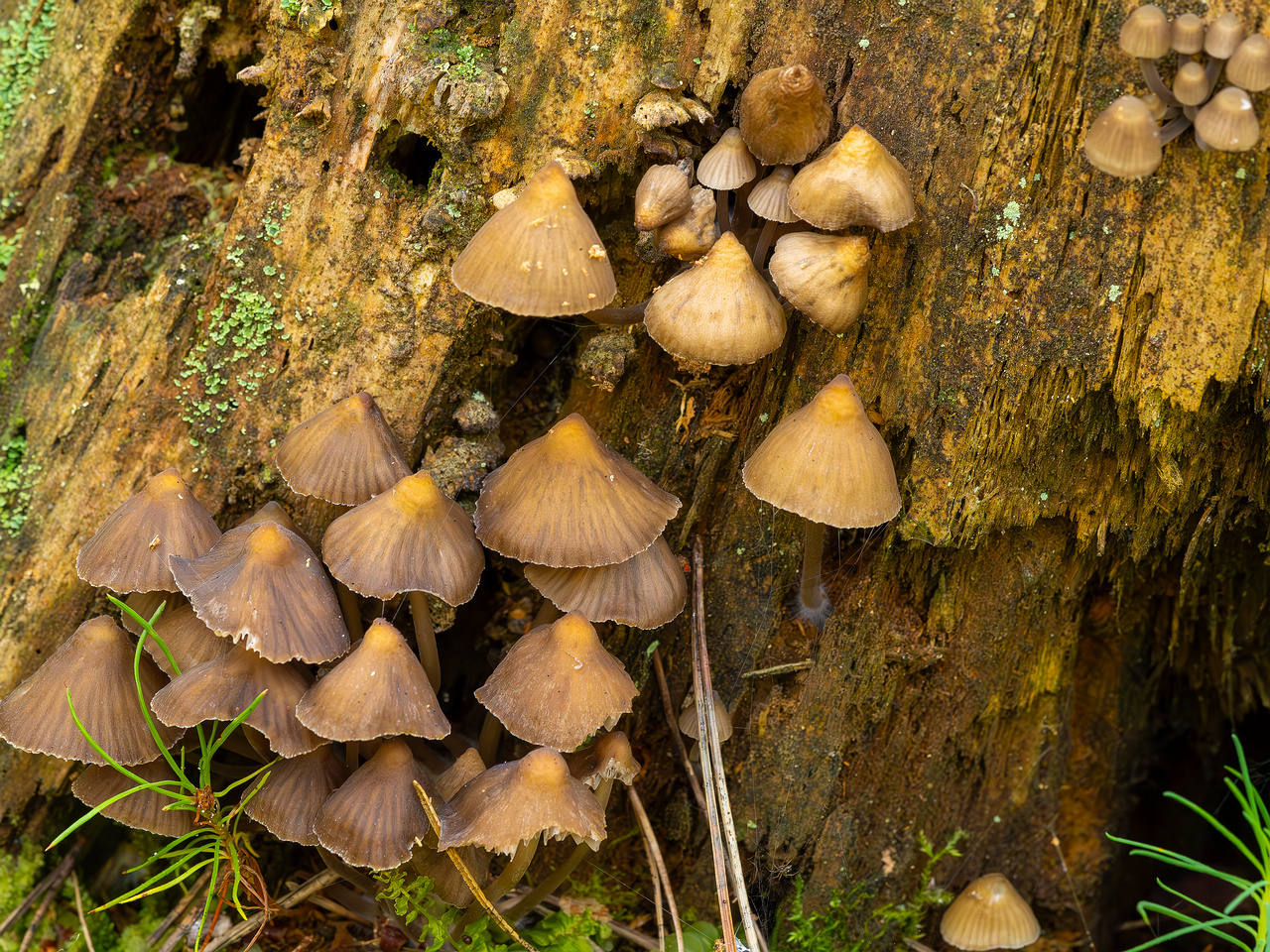 mycena-stipata_2023-09-12_1-2