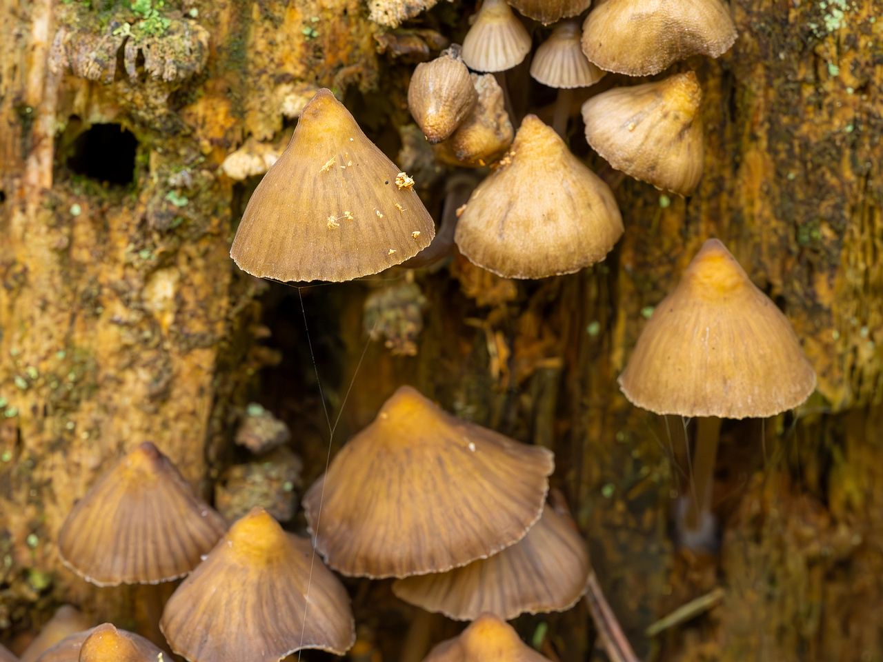 mycena-stipata_2023-09-12_1-3