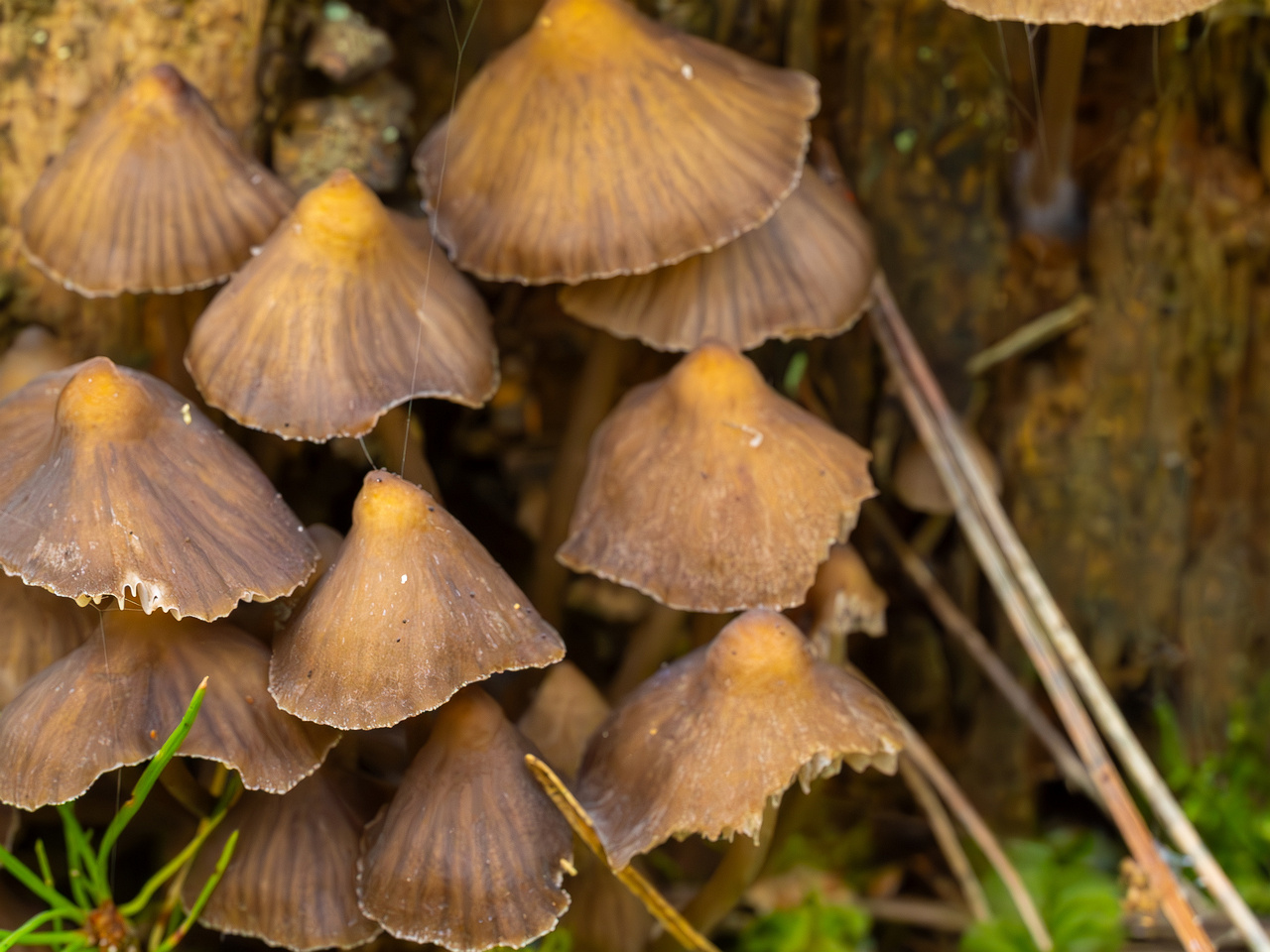 mycena-stipata_2023-09-12_1-4