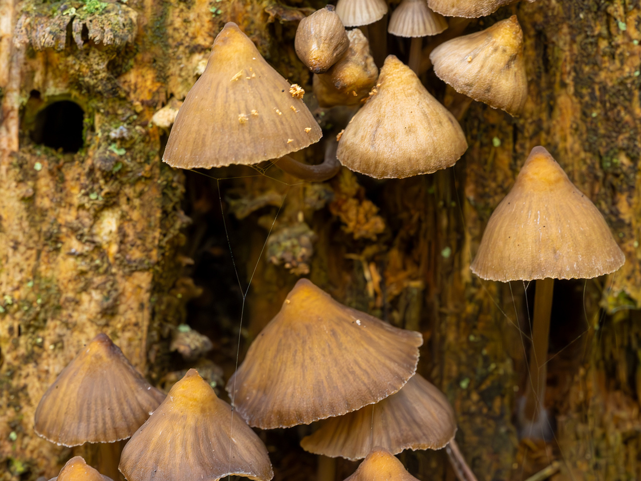 mycena-stipata_2023-09-12_1-5