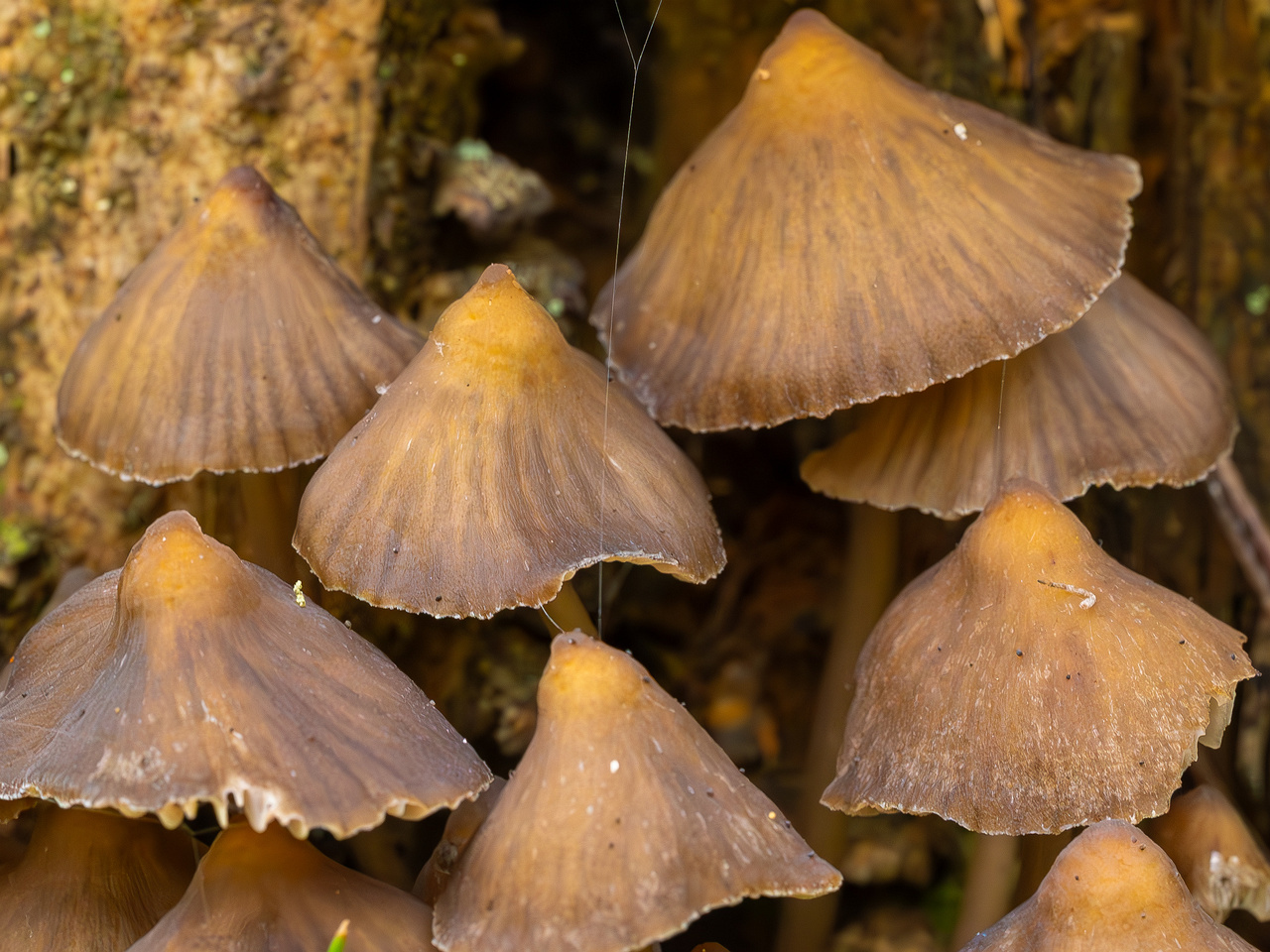 mycena-stipata_2023-09-12_1-6