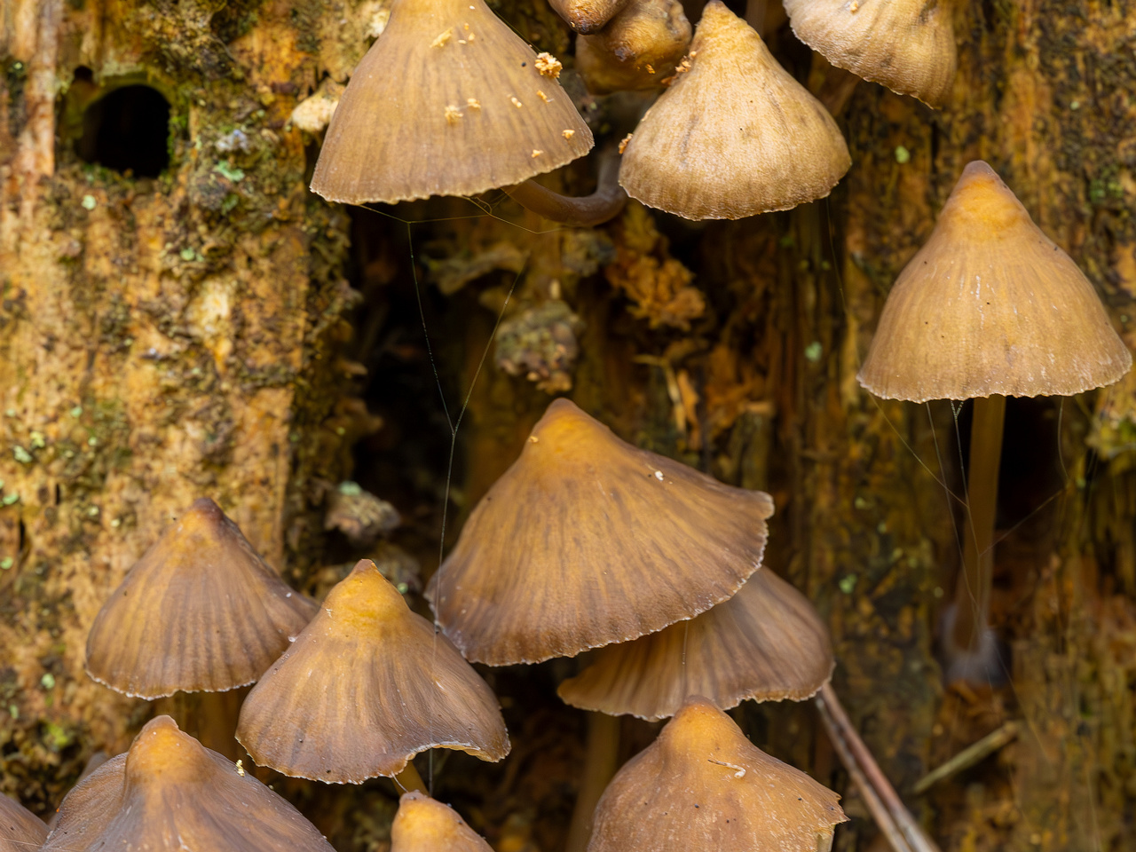 mycena-stipata_2023-09-12_1-7