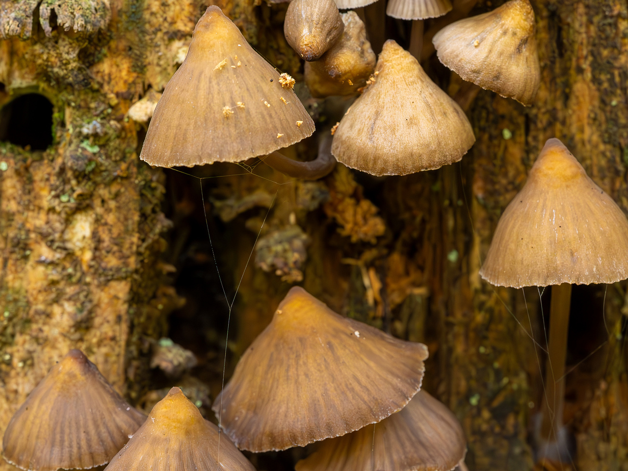 mycena-stipata_2023-09-12_1-8