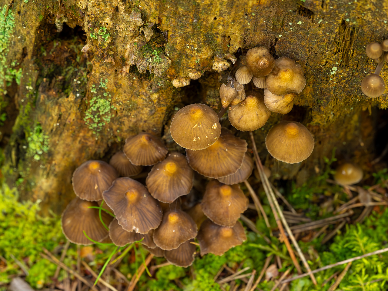 mycena-stipata_2023-09-12_1-9