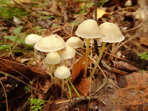 Mycena epipterygia - Мицена слизистая - Yellowleg Bonnet - Schleimiger Helmling