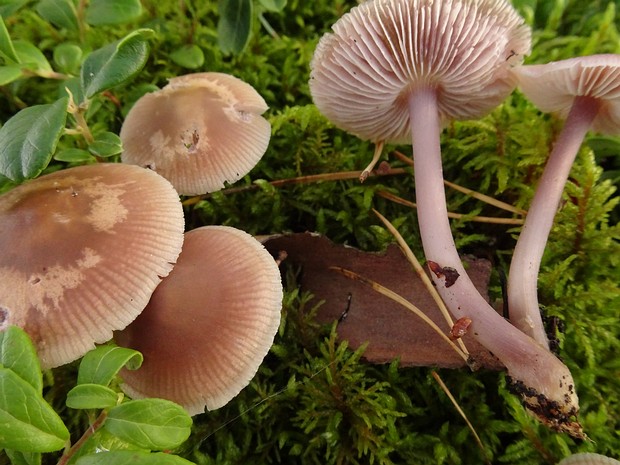 Mycena pura - Мицена чистая - Lilac bonnet - Purpurschneidiger