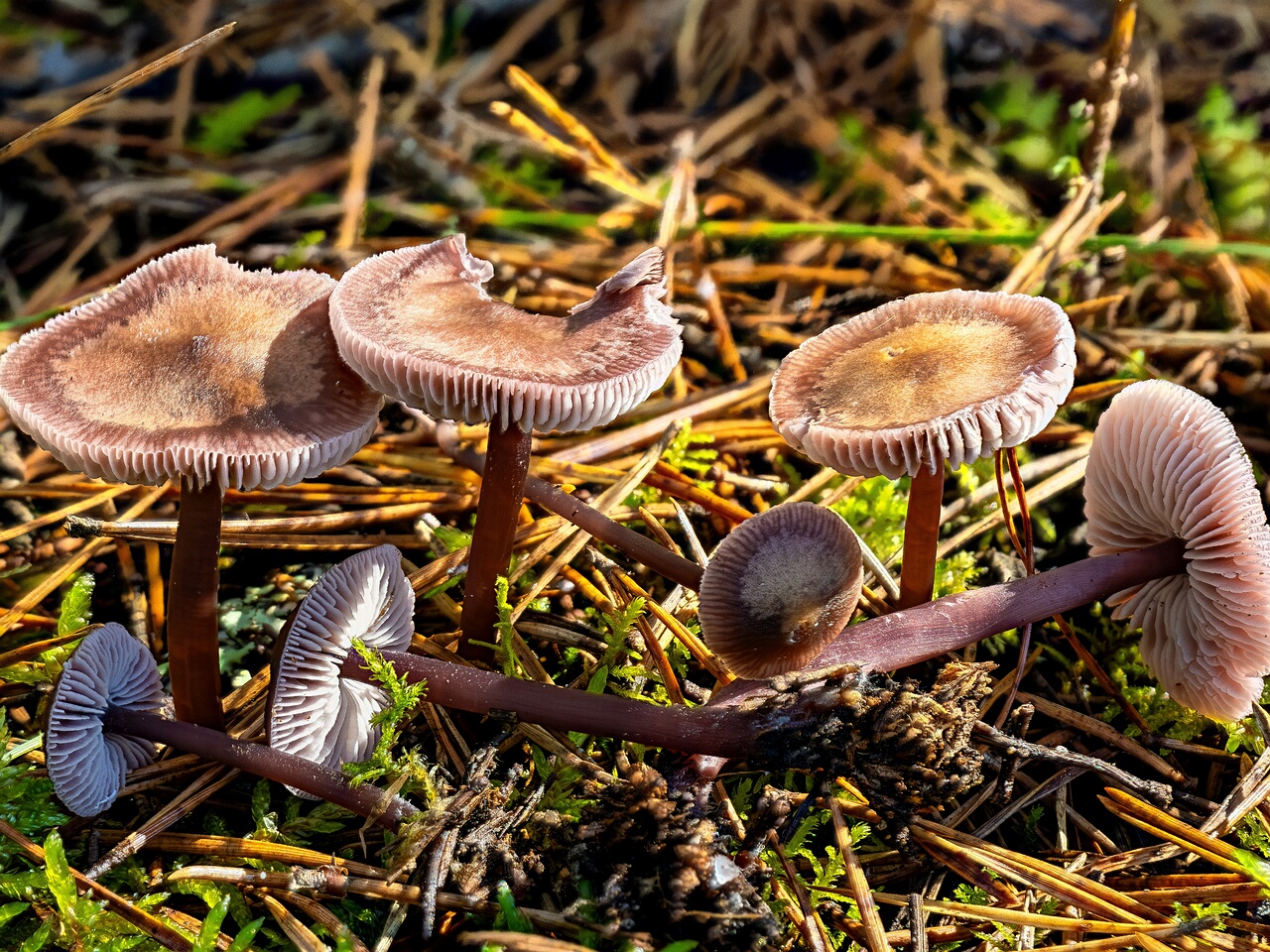 !Mycena pura _2026-09-19_1-1