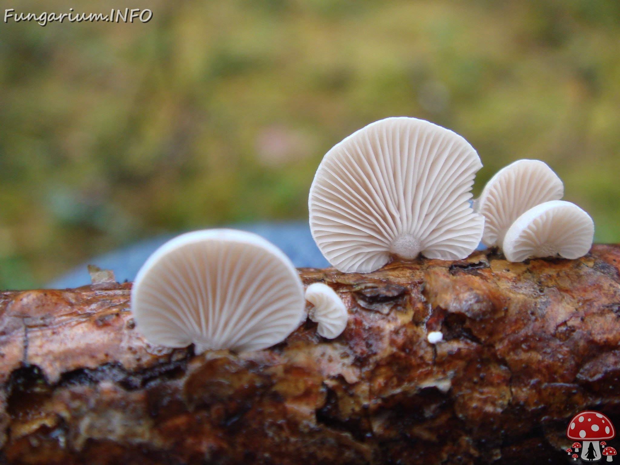 fungi-0003638 