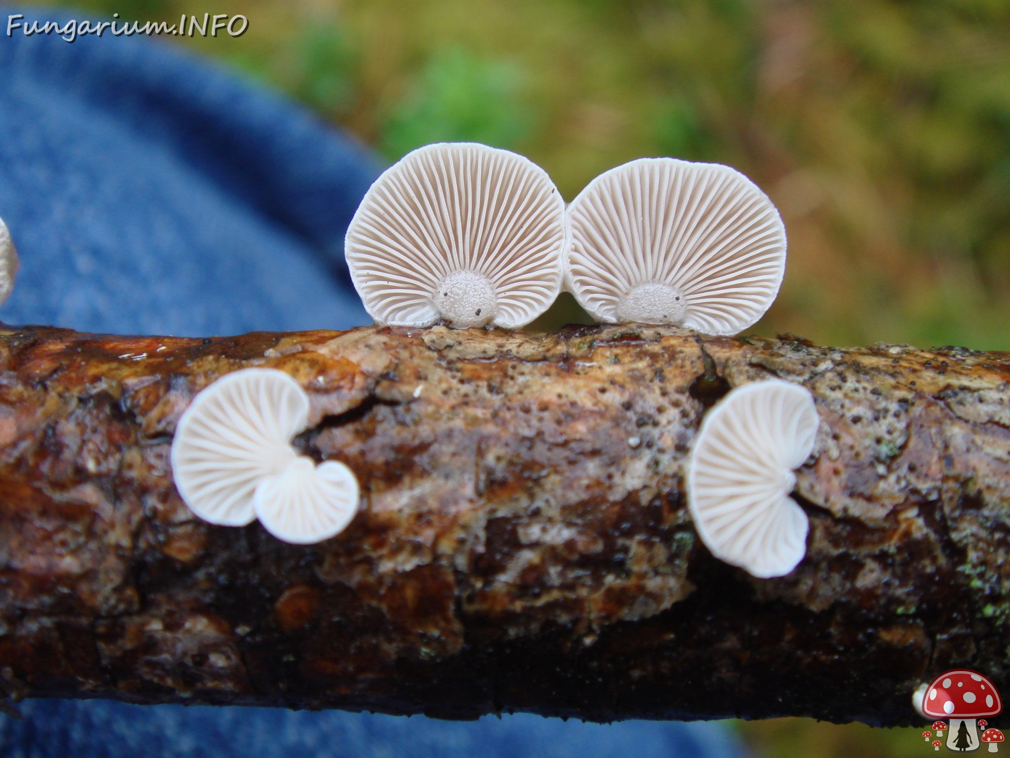 fungi-0003639 