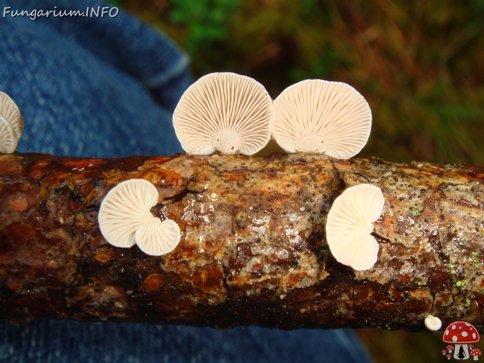 fungi-0003640 