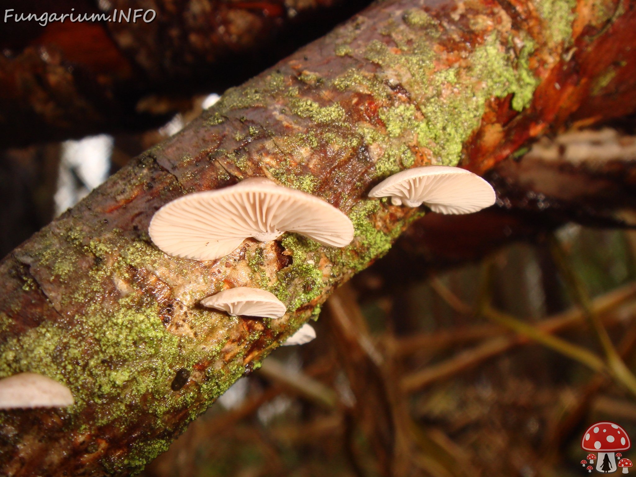 fungi-0003645 