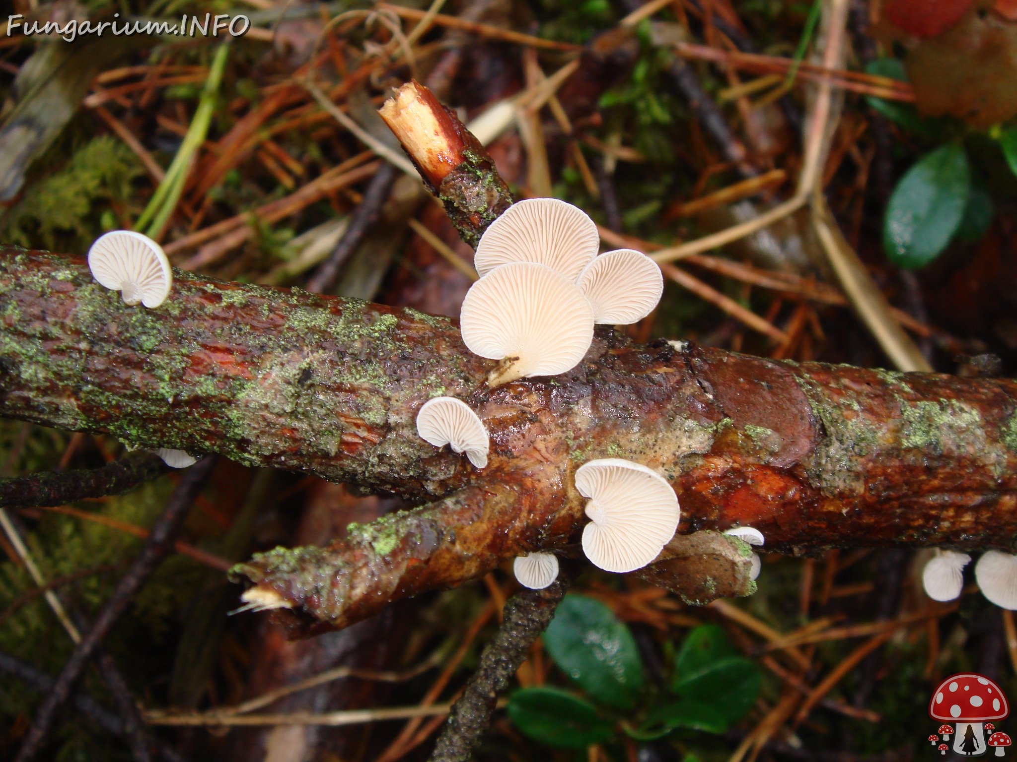 fungi-0003646 