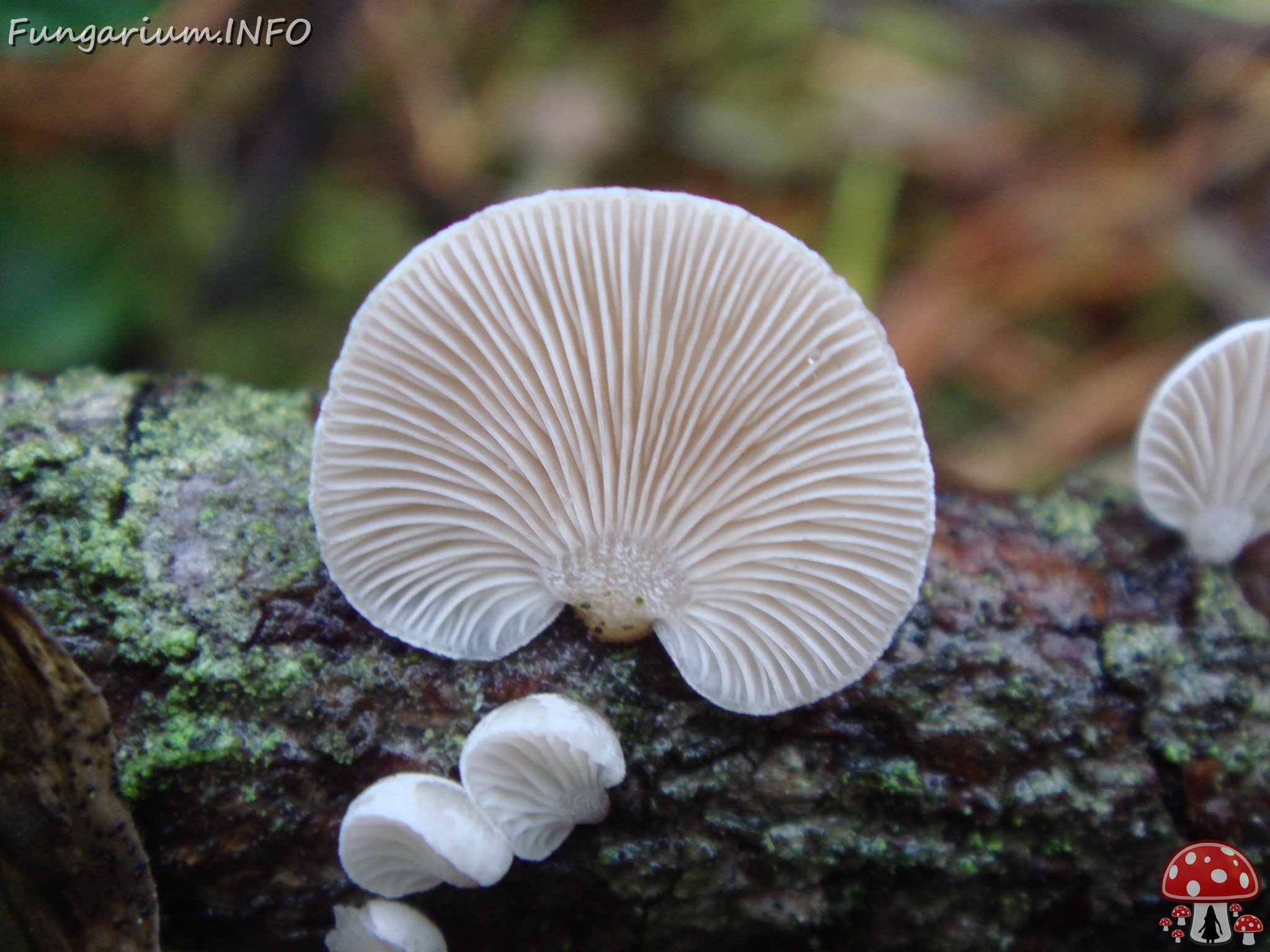 fungi-0003648 