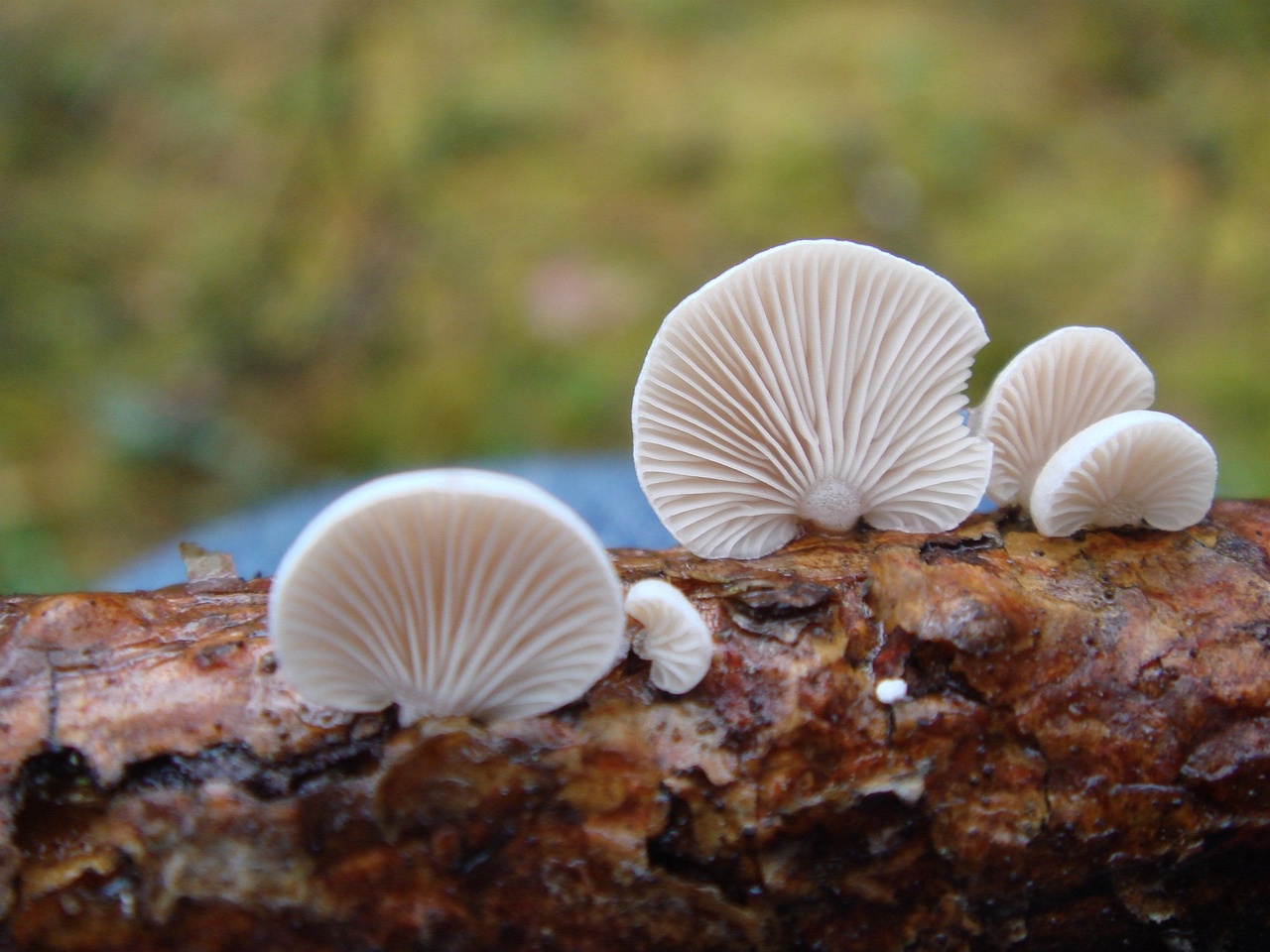 fungi-0003638