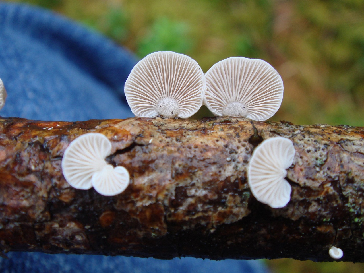 fungi-0003639