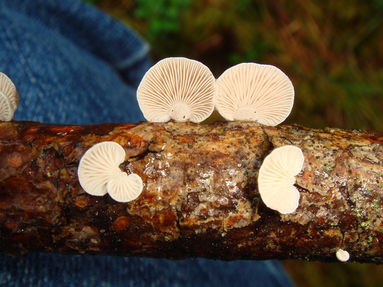 fungi-0003640