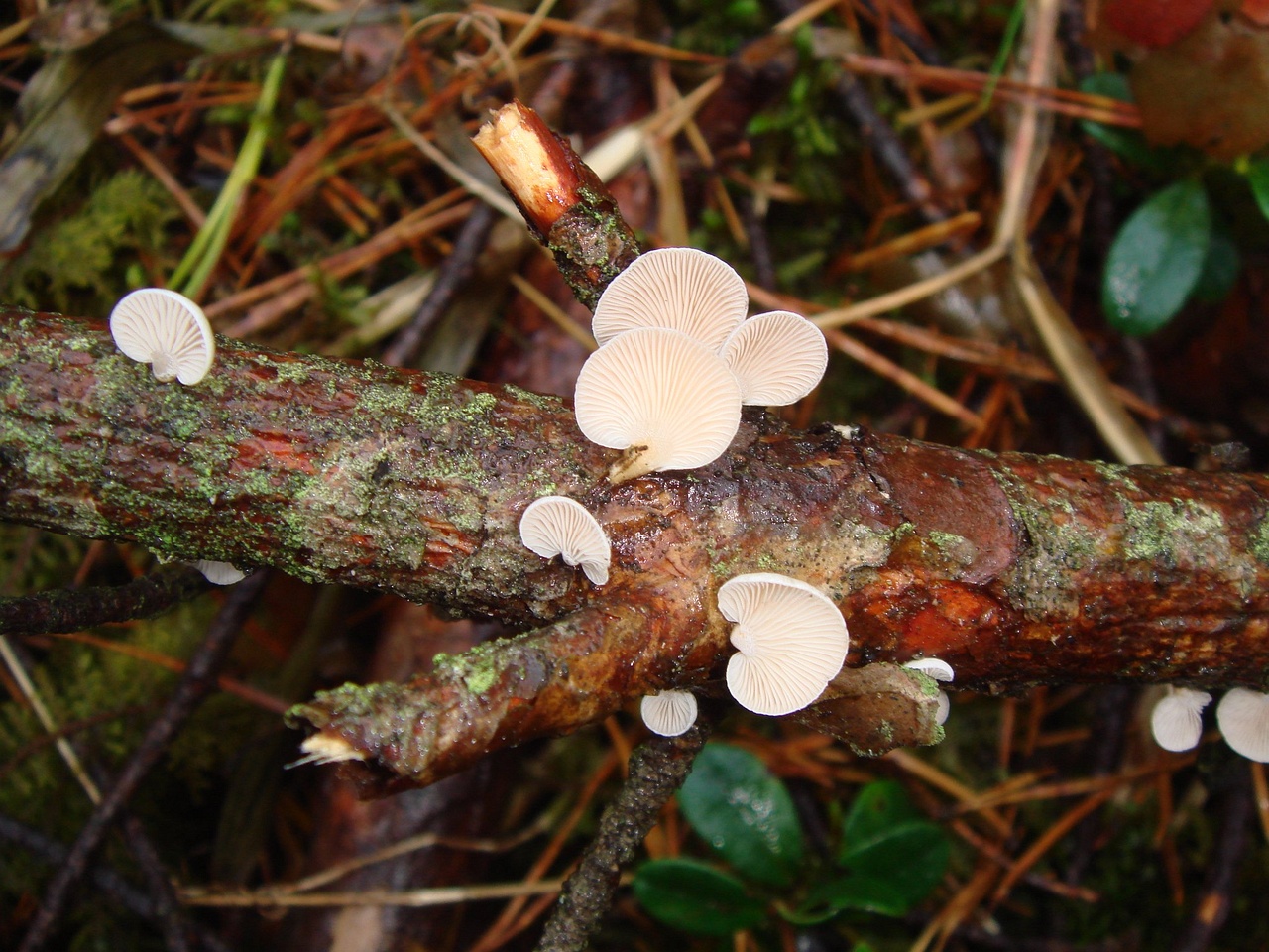 fungi-0003646