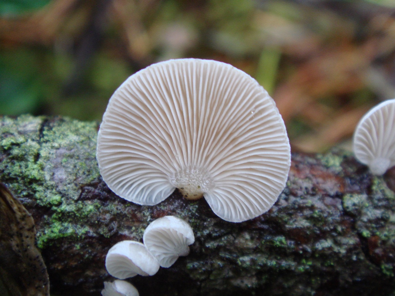 fungi-0003648