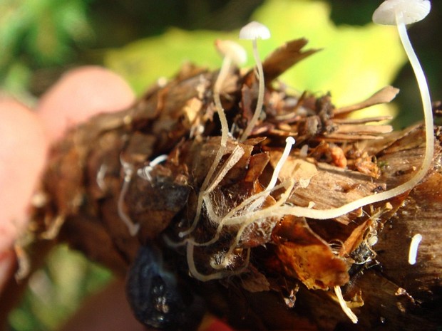 Roridomyces roridus - Роридомицес росистый - Dewdrop mushroom - Tropfenschleierling