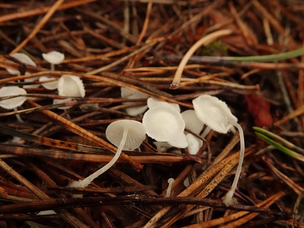 Hemimycena lactea - Гемимицена молочная - Milky Bonnet - Milchling Hemimycena lactea, commonly known as Milky Bonnet, is a small, white, delicate mushroom found in deciduous forests...