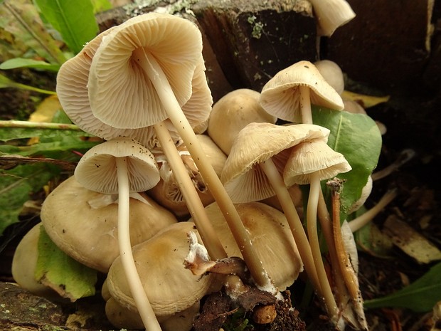 Mycena galericulata - Мицена колпаковидная - Common Bonnet - Helm-Helmling Mycena galericulata is a small, delicate mushroom with a distinctive conical or bell-shaped cap that ranges in color...