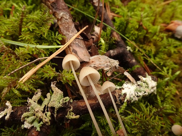 Mycena metata - Мицена конусовидная - Cone Mycena - Kegelhütiger Helmling Mycena metata is a small, brightly colored mushroom that belongs to the Mycena family. The cap of Mycena metata...