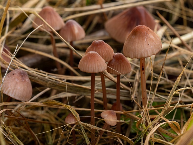 Mycena sanguinolenta - Мицена кровоточащая - bleeding fairy helmet - Blutreizker Mycena sanguinolenta is a striking and distinctive species of Mycena known for its bright red cap, stem, and gills. The...