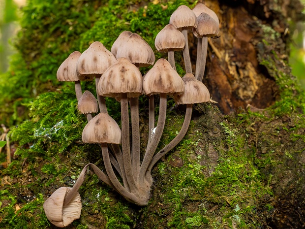 Мицена кровяноножковая - Mycena haematopus