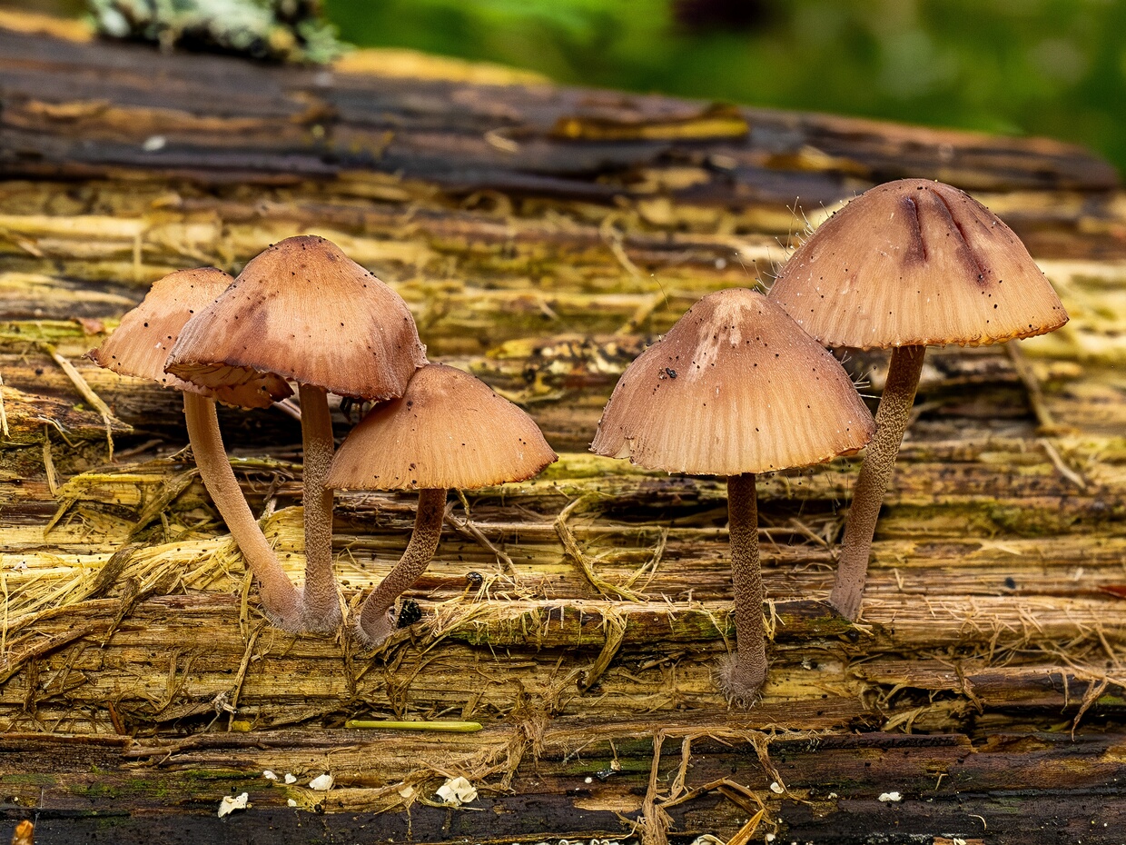 Мицена кровяноножковая - Mycena haematopus