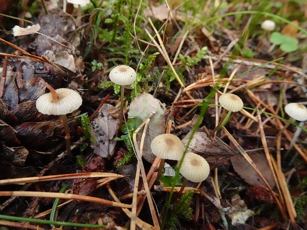 Mycena vulgaris - Мицена обыкновенная - Common bonnet - Gewöhnlicher Helmling Mycena vulgaris is a species of mushroom in the Mycenaceae family. The cap is typically 1-4 cm in diameter and has a...