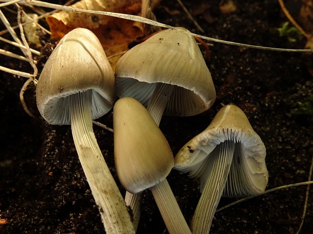 Mycena polygramma - Полосатоножковая мицена - Striped bonnet - Streifling Mycena polygramma is a small, delicate mushroom with a distinctive striped stem. The cap of this mushroom is bell-shaped...