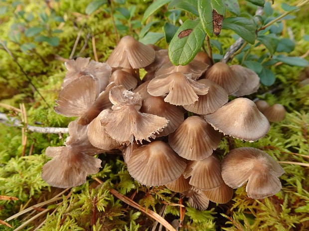 Mycena leptocephala - Мицена хлорная - Greenfoot bonnet - Grünspitziger Helmling Mycena leptocephala, commonly known as Green-stain Bonnet, is a small, brightly colored mushroom with a cap diameter of...