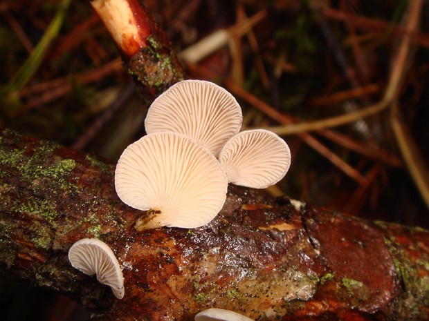 Panellus mitis - Панеллюс нежный - Soft bread-rust - Weichporling Panellus mitis is a small, fan-shaped mushroom that grows in clusters on decaying wood, often on the branches of...