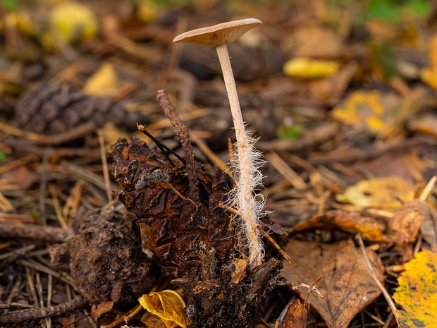 Baeospora myosura - Беоспора мышехвостая - Mouse-tailed mushroom - Mäuseschwanz-Scheibling