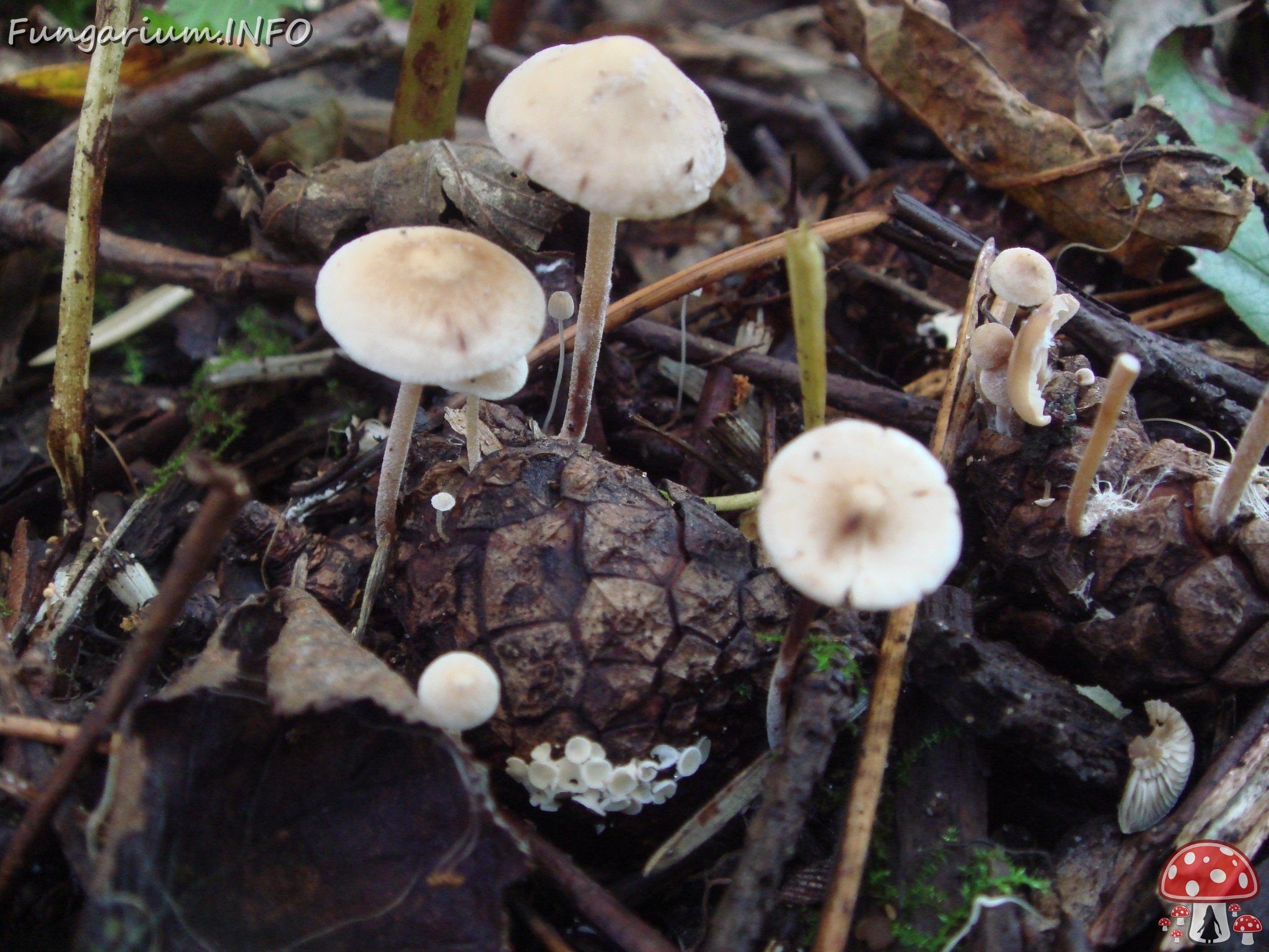 fungi-0001647 