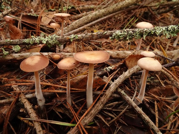 Gymnopus putillus - Гимнопус маленький - Little Gymnopus - Kleiner Krempling