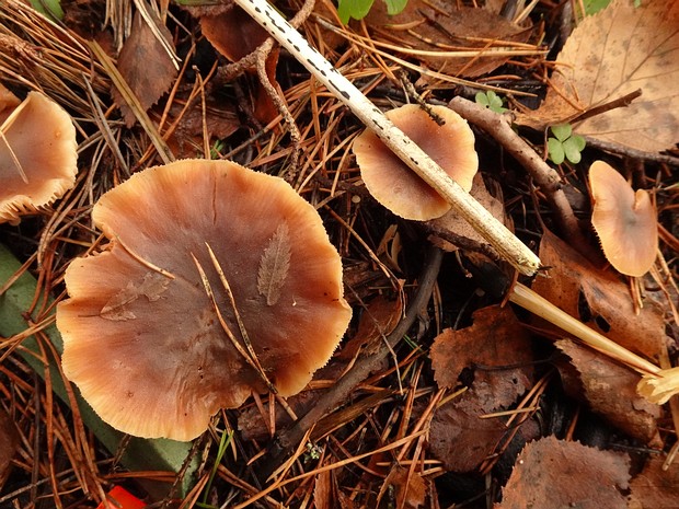 Macrocystidia cucumis - Макроцистидия огуречная - Cucumber Macrocystidia - Gurken-Riesen-Träuschling