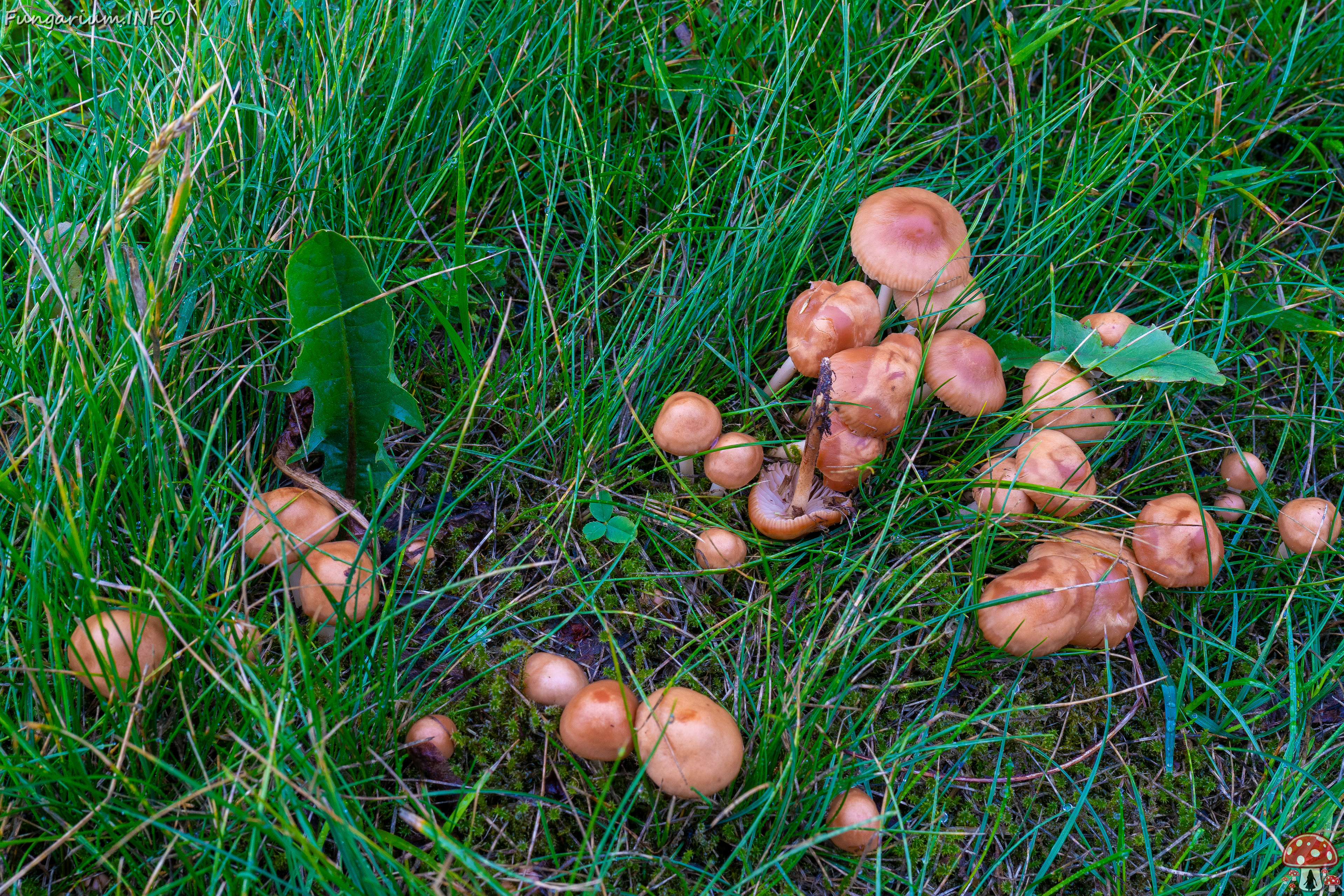 kadriorg_park_grass_lawn_near_road-10 