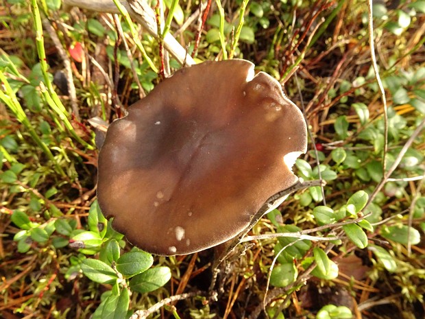 Rhodocollybia butyracea - Родоколлибия масляная - Buttercap - Butterpilz