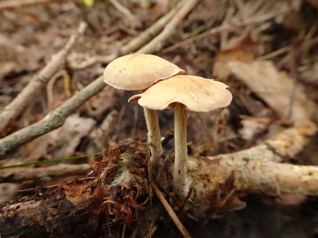 Gymnopus peronatus - Гимнопус обутый - Clustered Collybia - Rötender Krempling Gymnopus peronatus, also known as the clustered collybia, is a small agaricomycete fungus that is commonly found in...