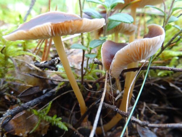 Gymnopus ocior - Гимнопус скороспелый - Fast-footed Gymnopus - Frühbeiniger Krempling Gymnopus ocior, also known as the fast-footed gymnopus, is a small agaricomycete fungus that is commonly found in...