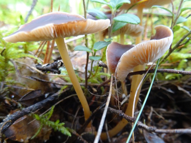 Gymnopus ocior - Гимнопус скороспелый - Fast-footed Gymnopus - Frühbeiniger Krempling Gymnopus ocior, also known as the fast-footed gymnopus, is a small agaricomycete fungus that is commonly found in...