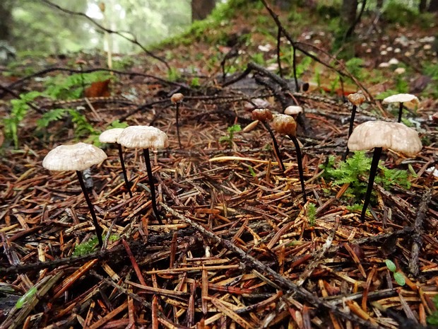 Gymnopus androsaceus - Гимнопус тычинковый - Bell Gymnopus - Glocken-Krempling Gymnopus androsaceus, also known as the bell gymnopus, is a small agaricomycete fungus that is commonly found in...