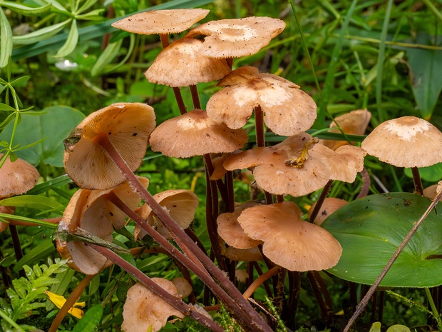 Gymnopus confluens - Гимнопус срастающийся - Clustered Toughshank - Gemeiner Krempling