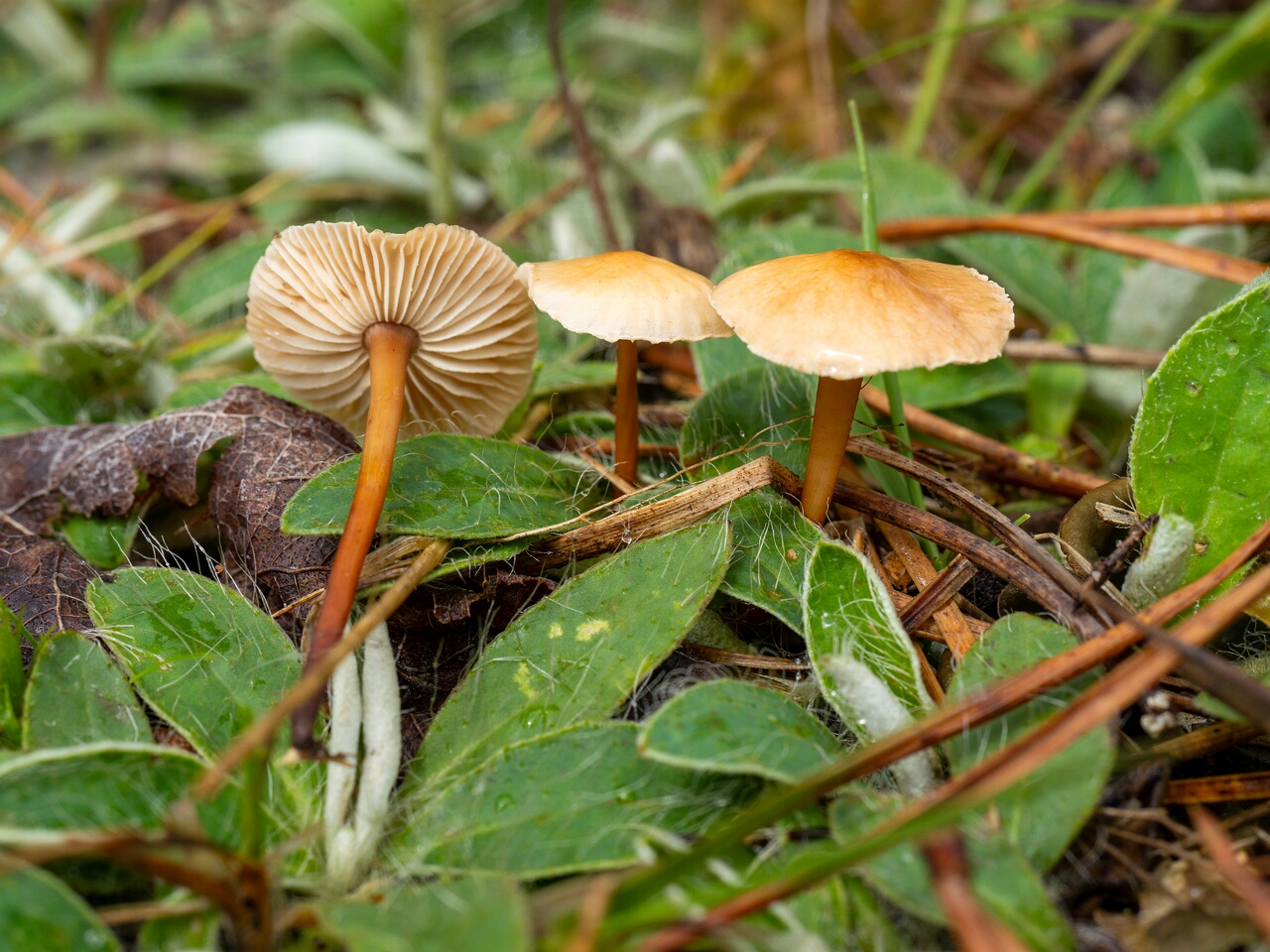 Mycetinis scorodonius _2026-07-04_1-1
