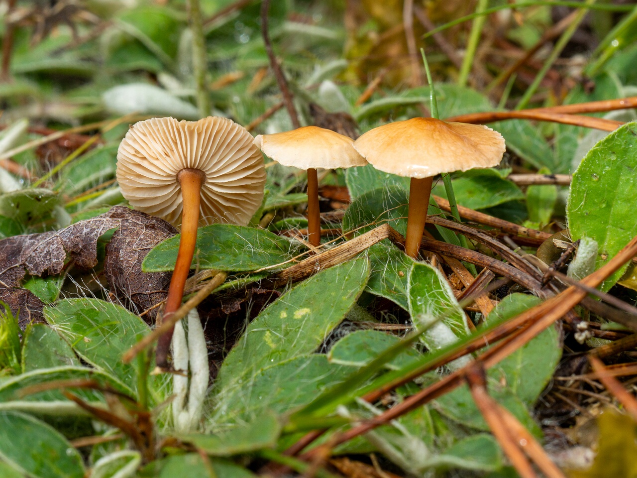 Mycetinis scorodonius _2026-07-04_1-3