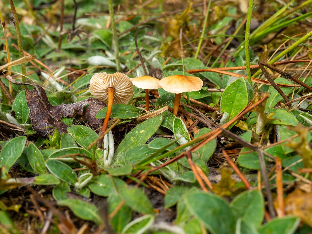 Mycetinis scorodonius _2026-07-04_1-4